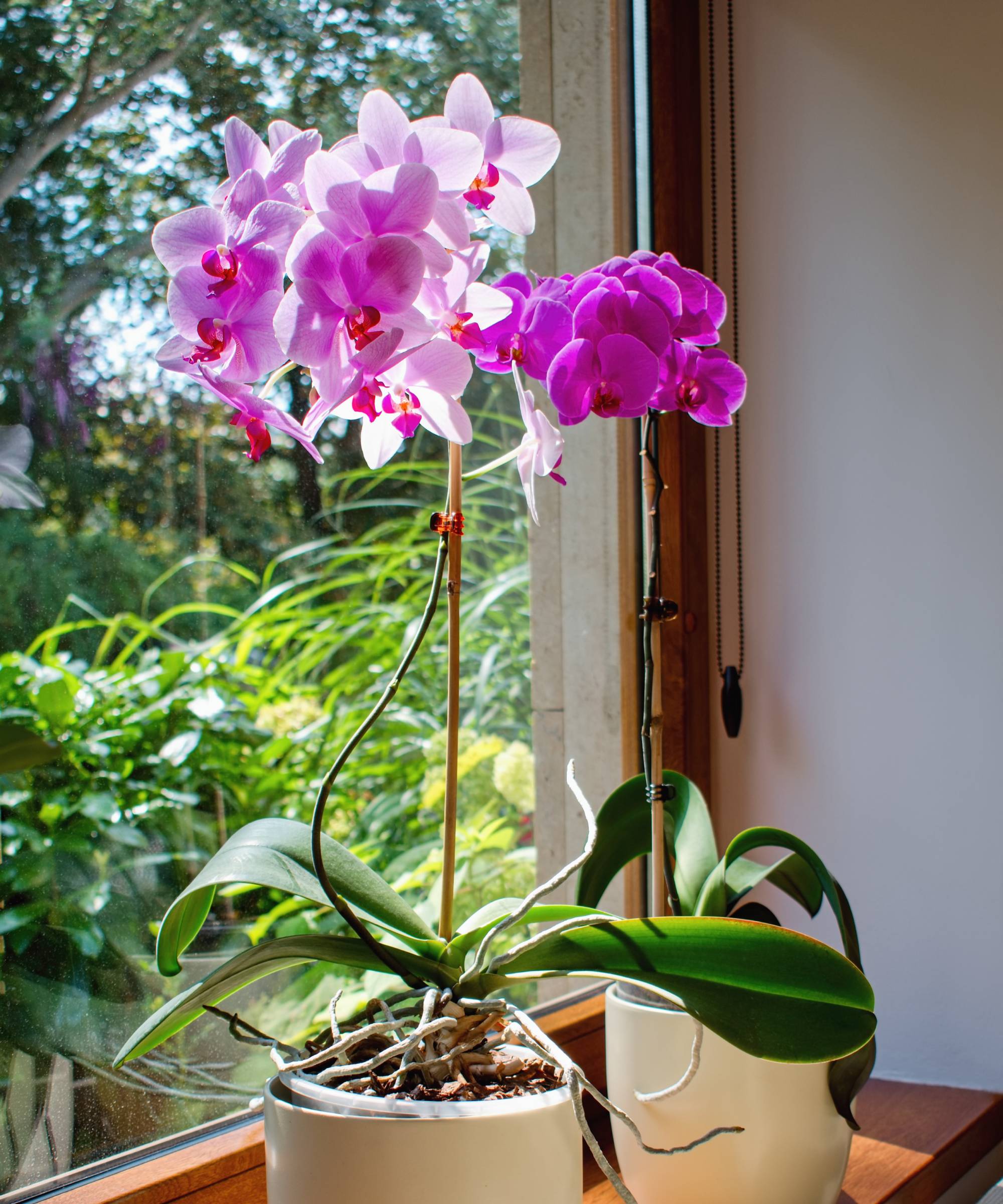 Orchidées roses dans une fenêtre ensoleillée