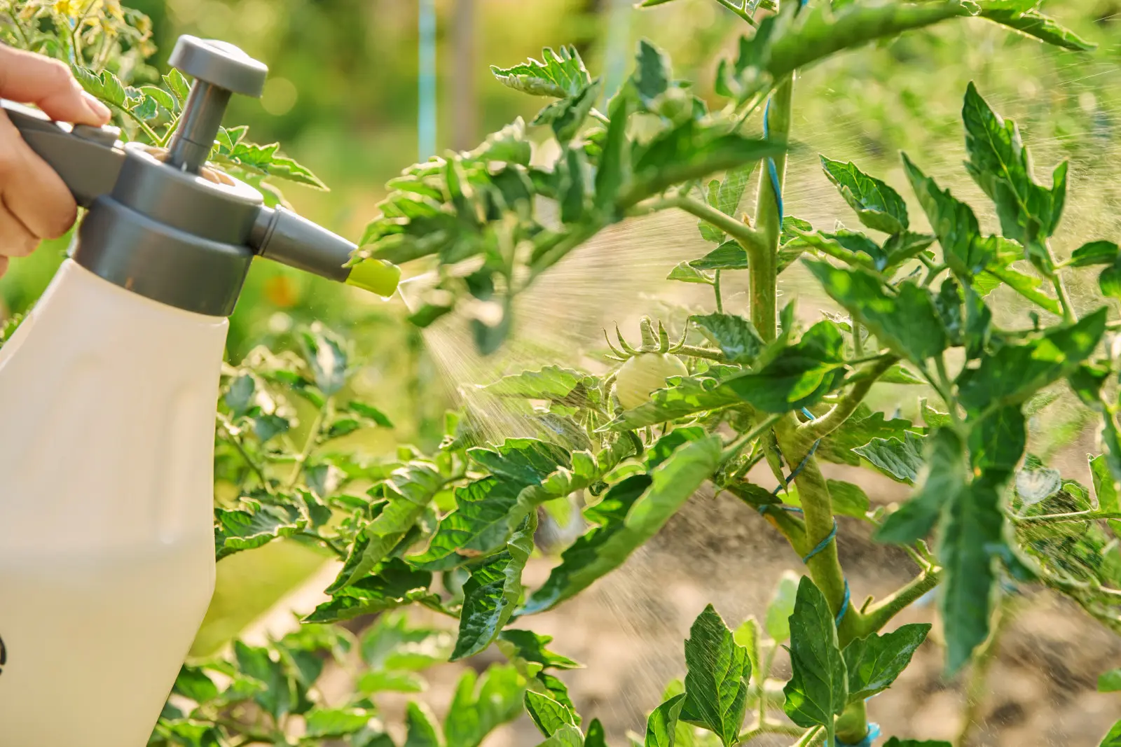 Ces symptômes foliaires signifient des problèmes. La maladie peut affecter les tomates