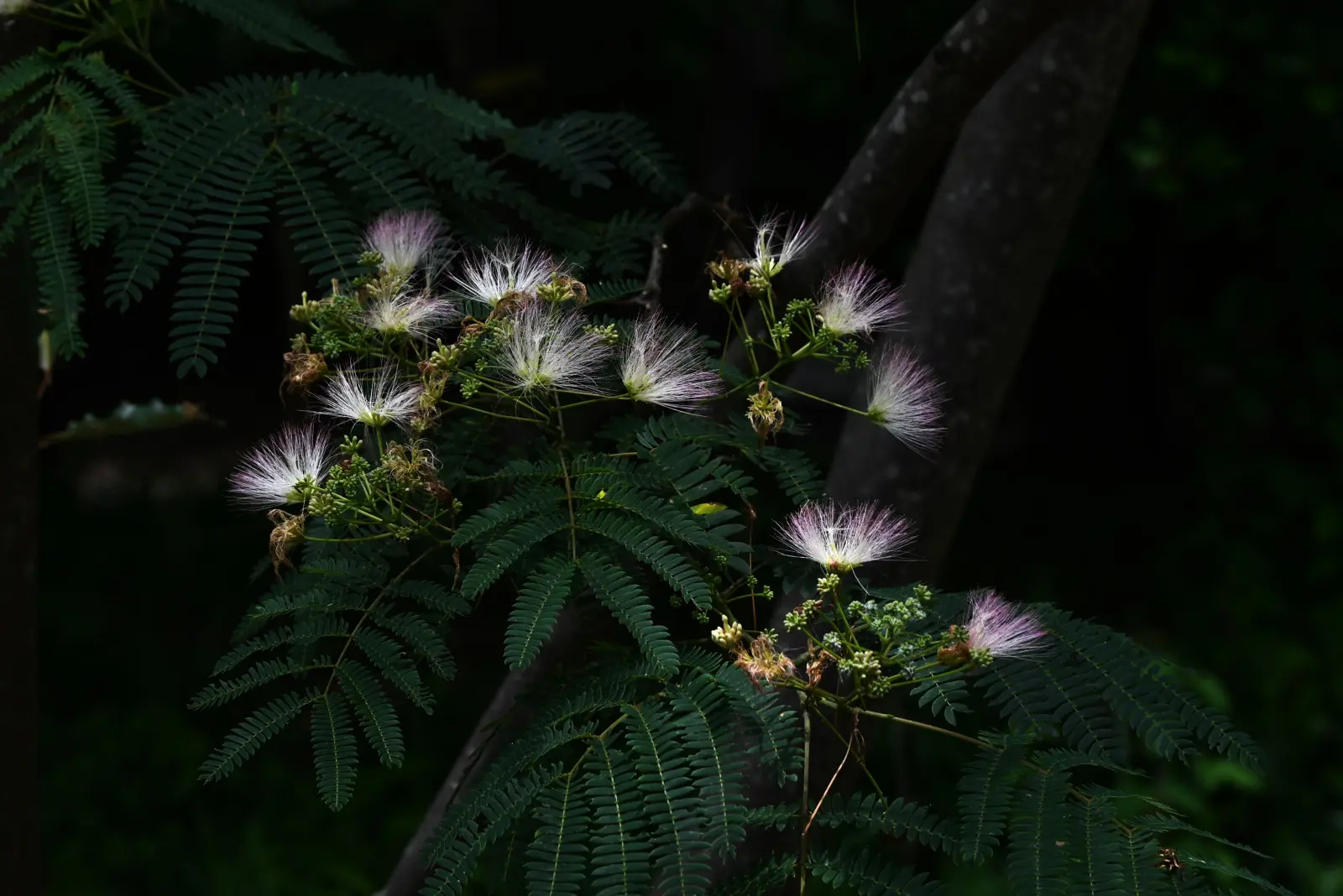 Cet arbre fait sensation sur Internet. Nous vérifions s'il s'allume vraiment la nuit