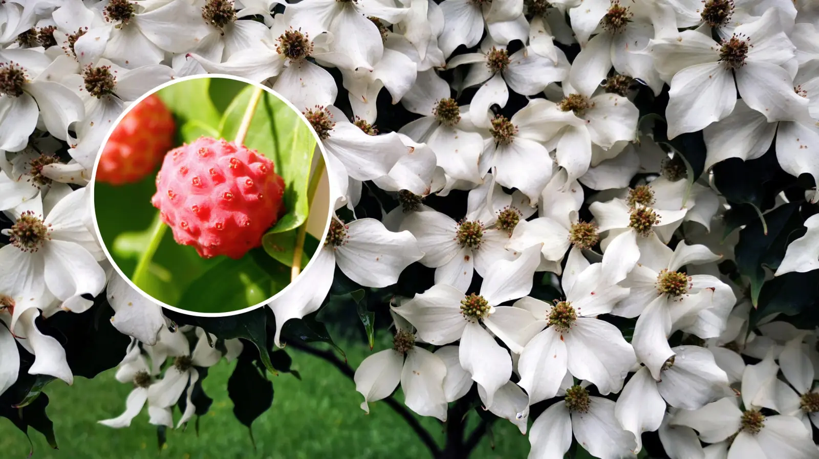 Cet arbuste ravit toute la saison. D'abord les fleurs, puis les fruits et enfin les feuilles