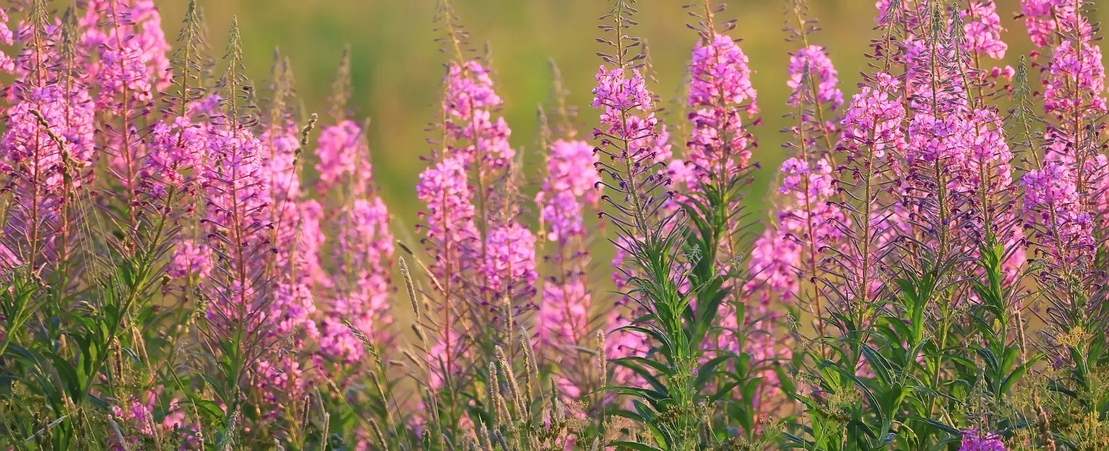 Cette plante vivace sauvage ravit par ses fleurs et aide les pollinisateurs. De plus en plus de gens le plantent dans le jardin