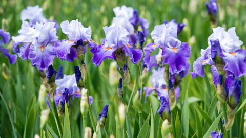 Comment diviser les iris barbus en 6 étapes faciles