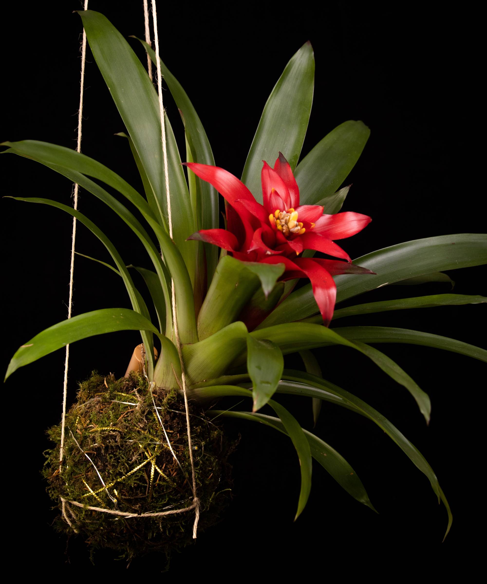 Broméliacée kokedama rouge