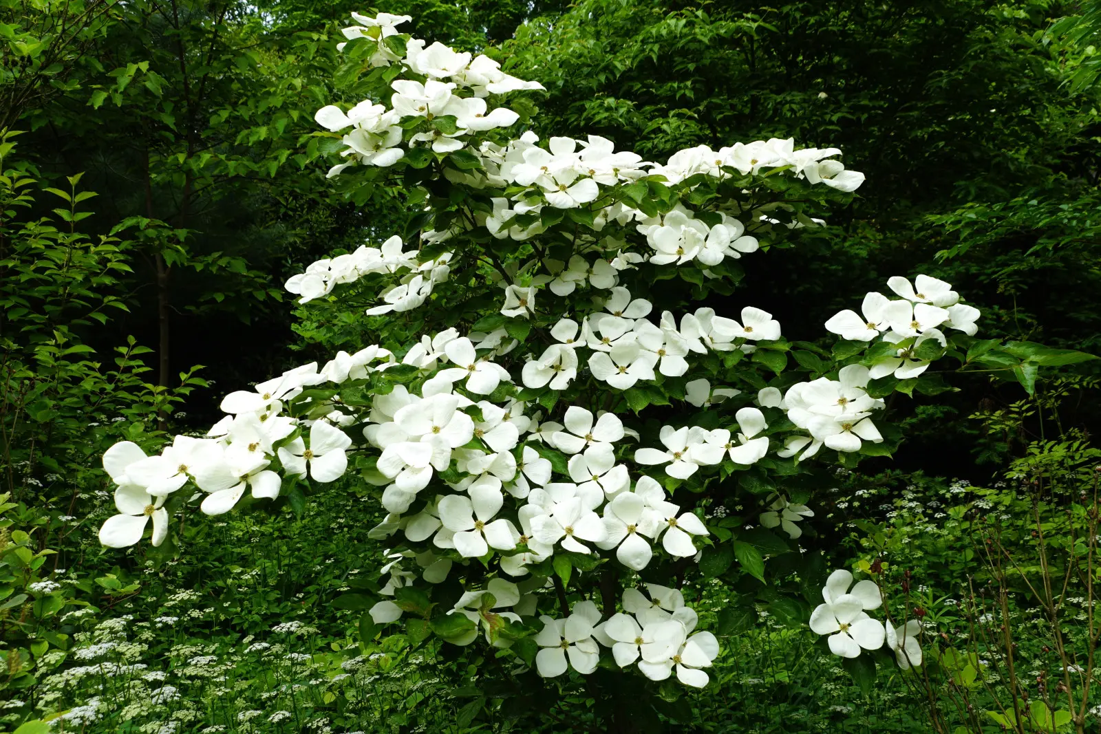 De loin, on dirait un magnolia XXL. De près c'est encore plus surprenant