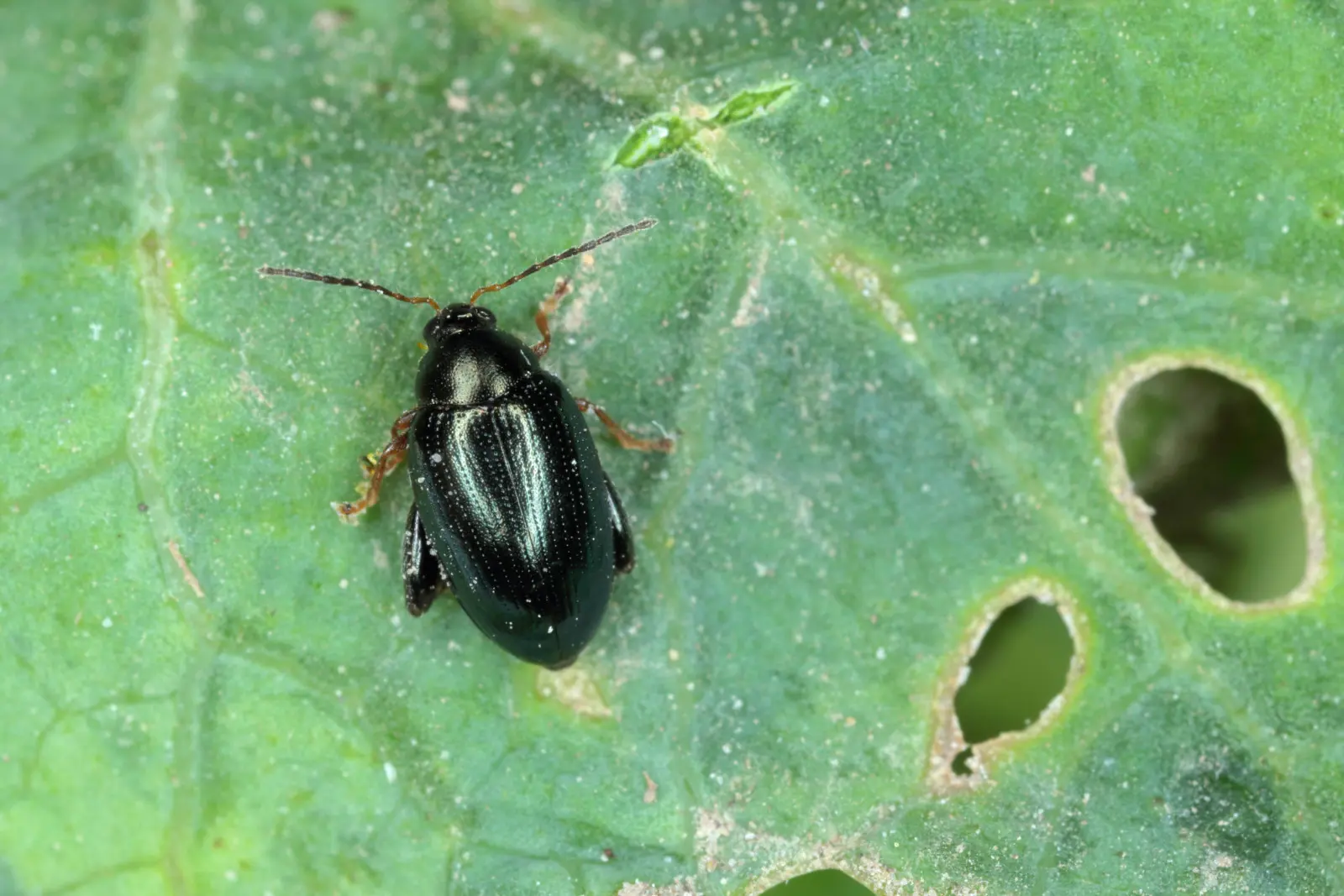 De petits coléoptères noirs sauteurs piquent des trous dans les feuilles ? C'est comme ça que tu les gardes