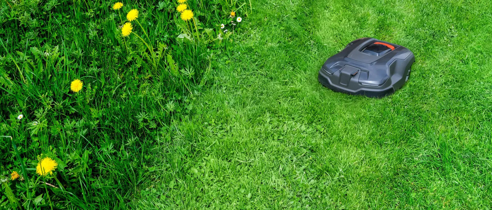 De plus en plus de jardiniers choisissent la nature. Laissez simplement un morceau de pelouse non tondue