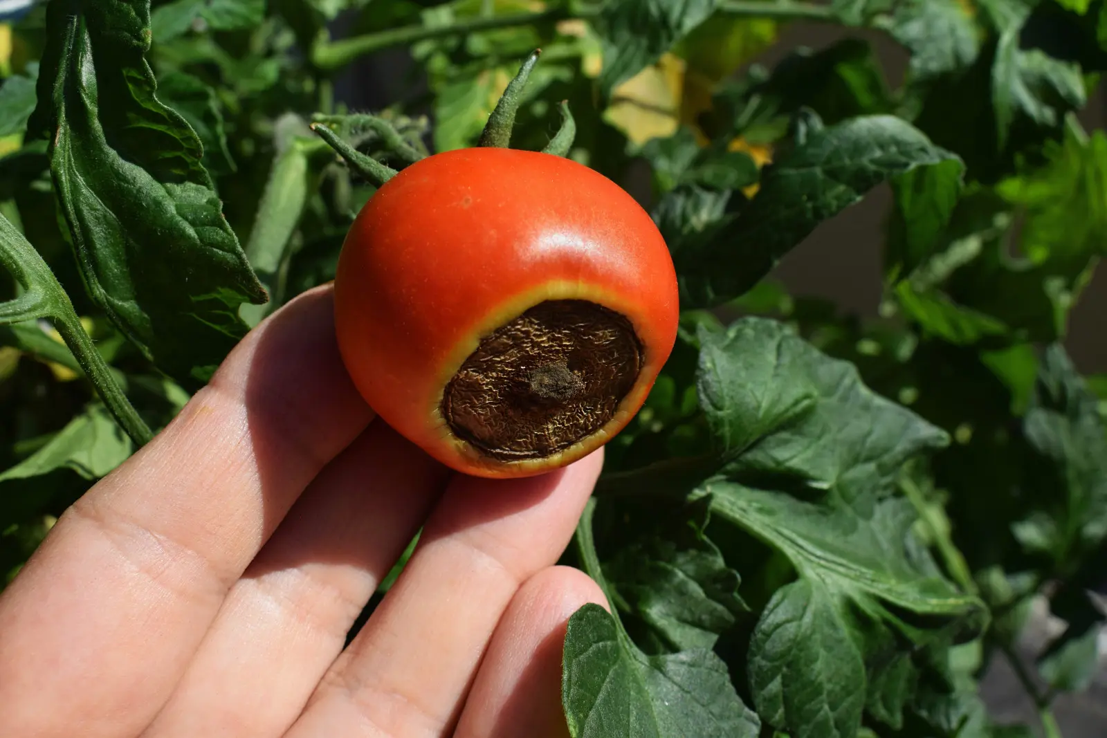 Des taches noires sur les tomates ? Ce n’est pas toujours une maladie, un manque de calcium peut en être la cause