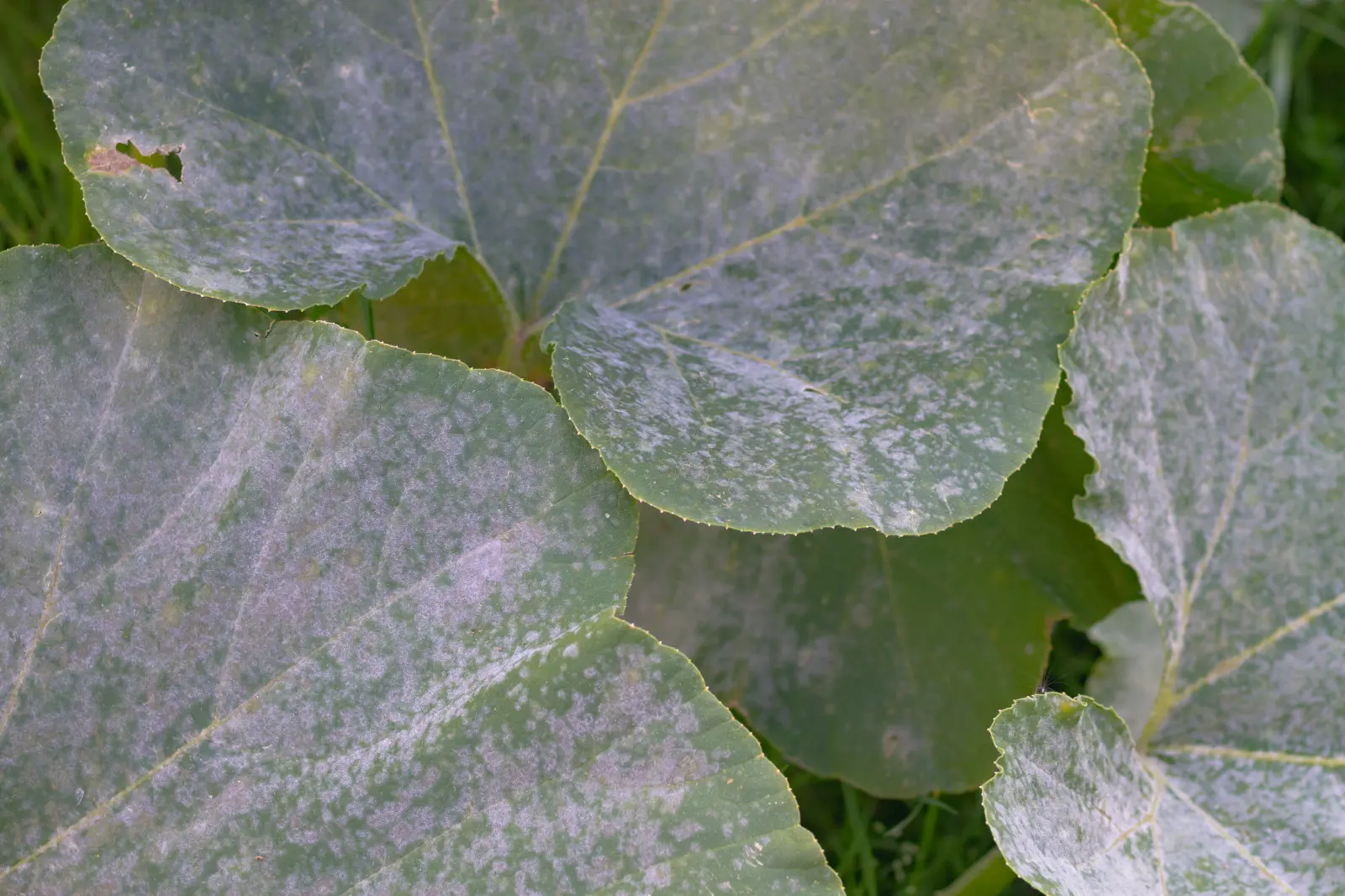 Du revêtement blanc sur les feuilles ? Cela ne signifie pas toujours une maladie grave