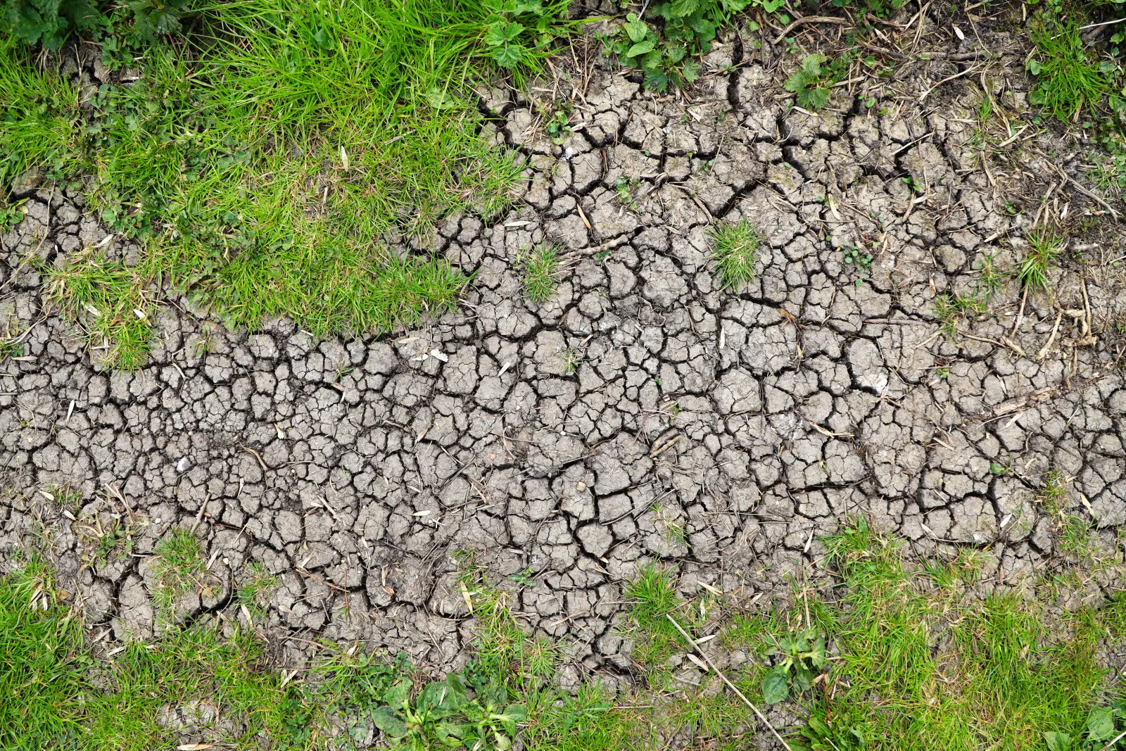 Dur comme le béton après la sécheresse. Voici comment améliorer un sol argileux sans creuser tout le jardin