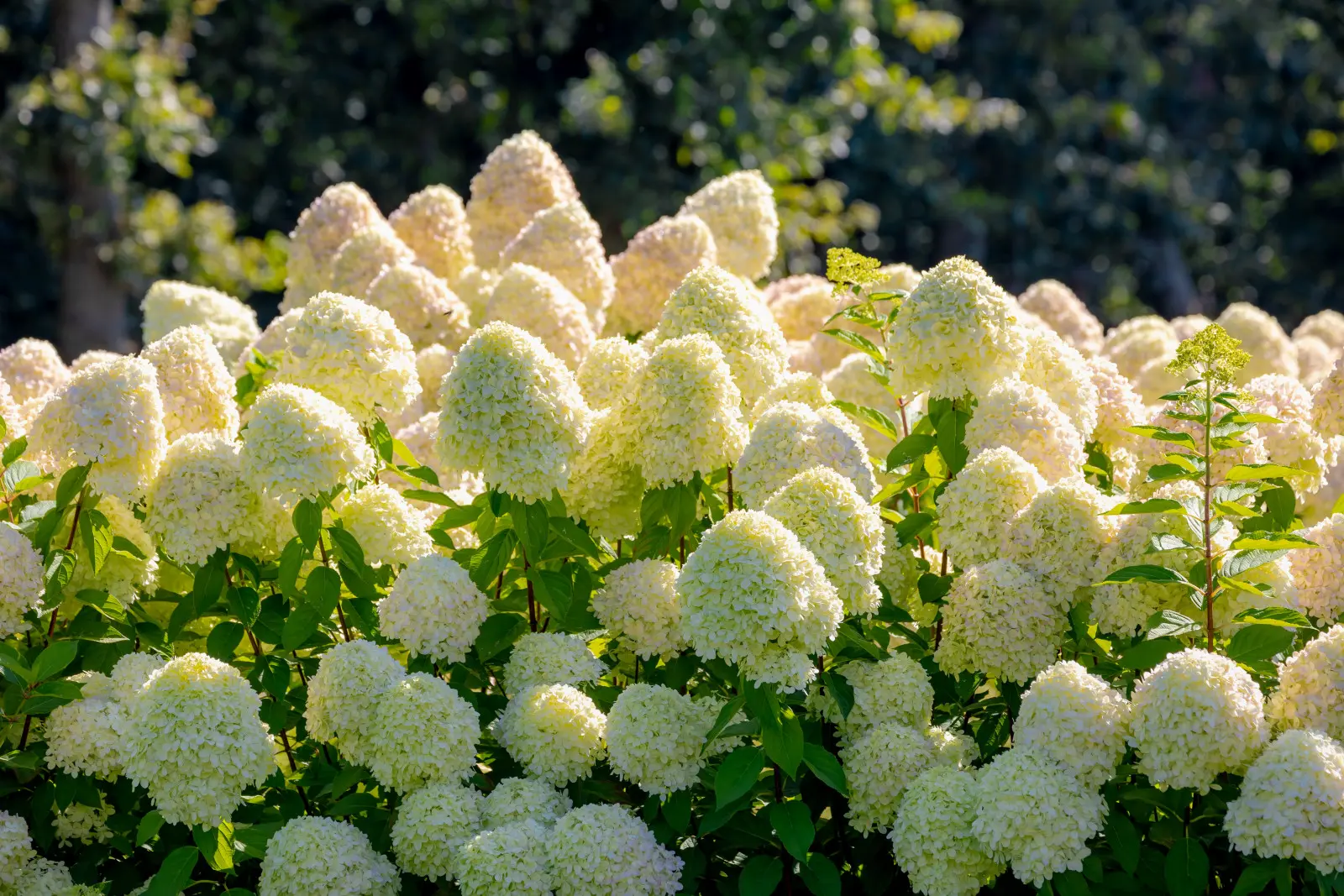 En été, les hortensias ont besoin d’une fertilisation différente de celle du printemps. Vous ne le savez probablement pas