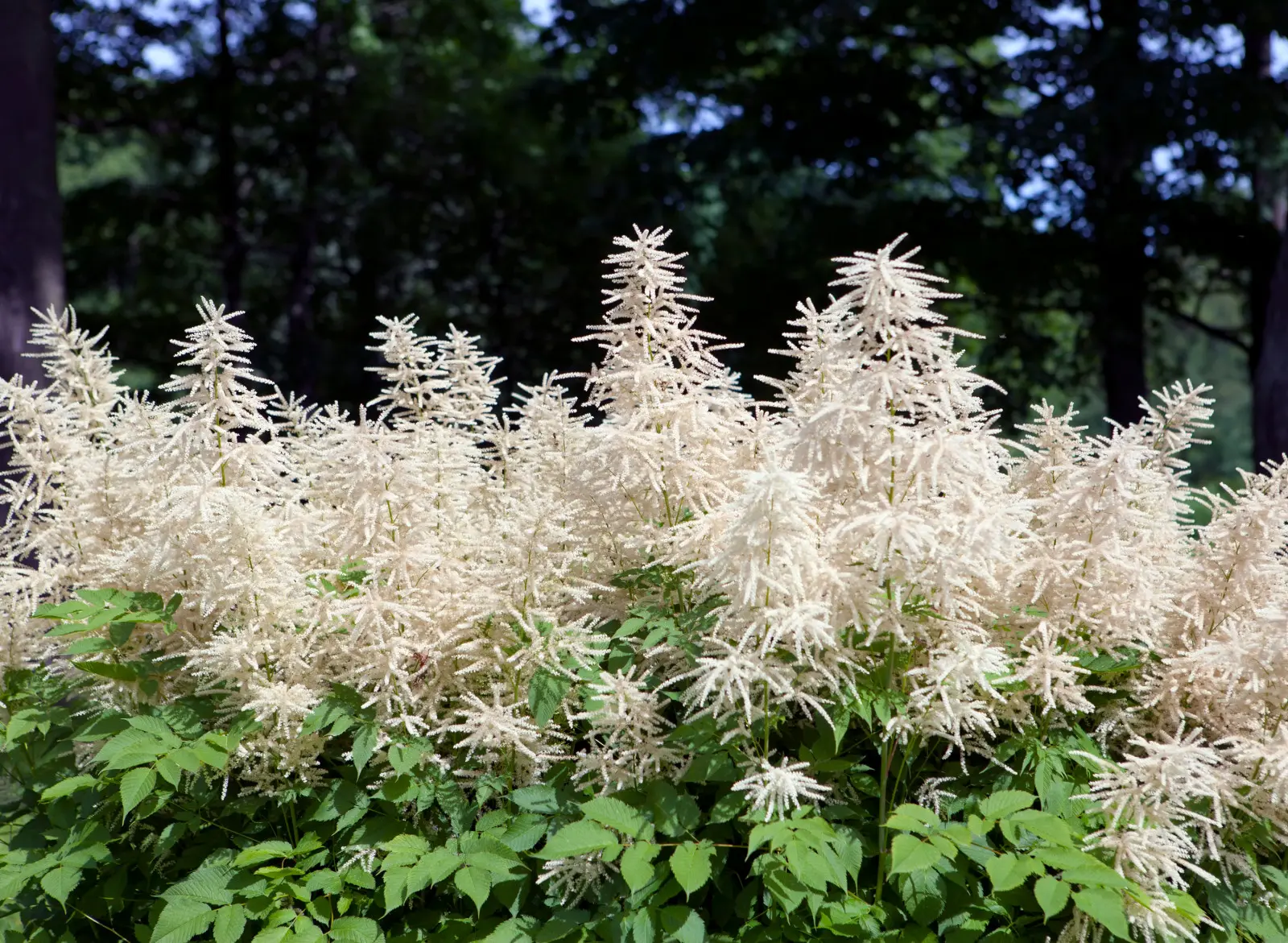 L'ombre dans le jardin ne sera plus un problème. La barbe de chèvre y pousse bien