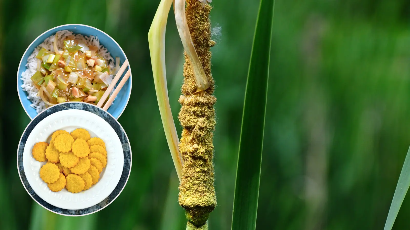 La quenouille poussant au-dessus de l’eau est comestible. Recette de biscuits et bâton en chinois