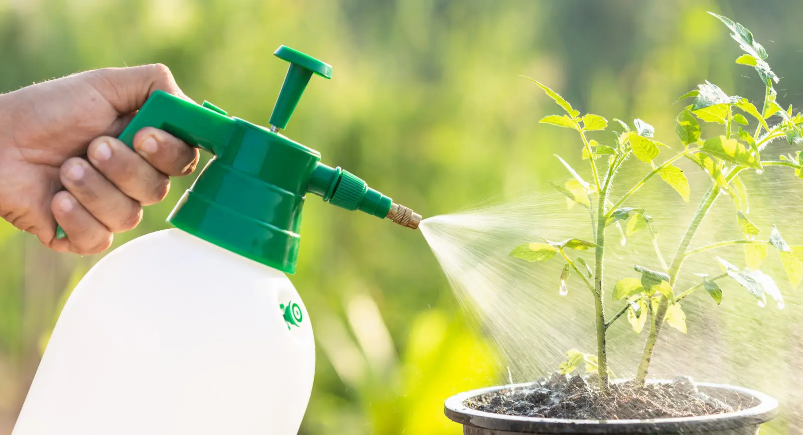 Le spray contre la prêle n'a pas aidé ? La raison peut être très simple