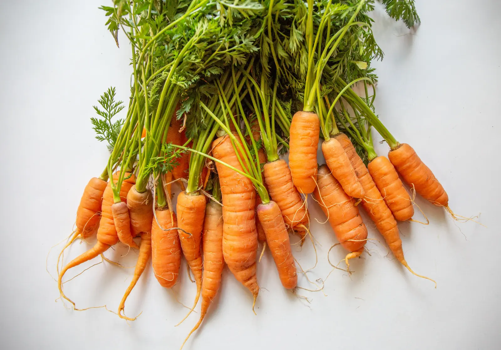 Les carottes ne poussent pas en racines, mais seulement en feuilles. Qu'est-ce qui n'a pas fonctionné ?