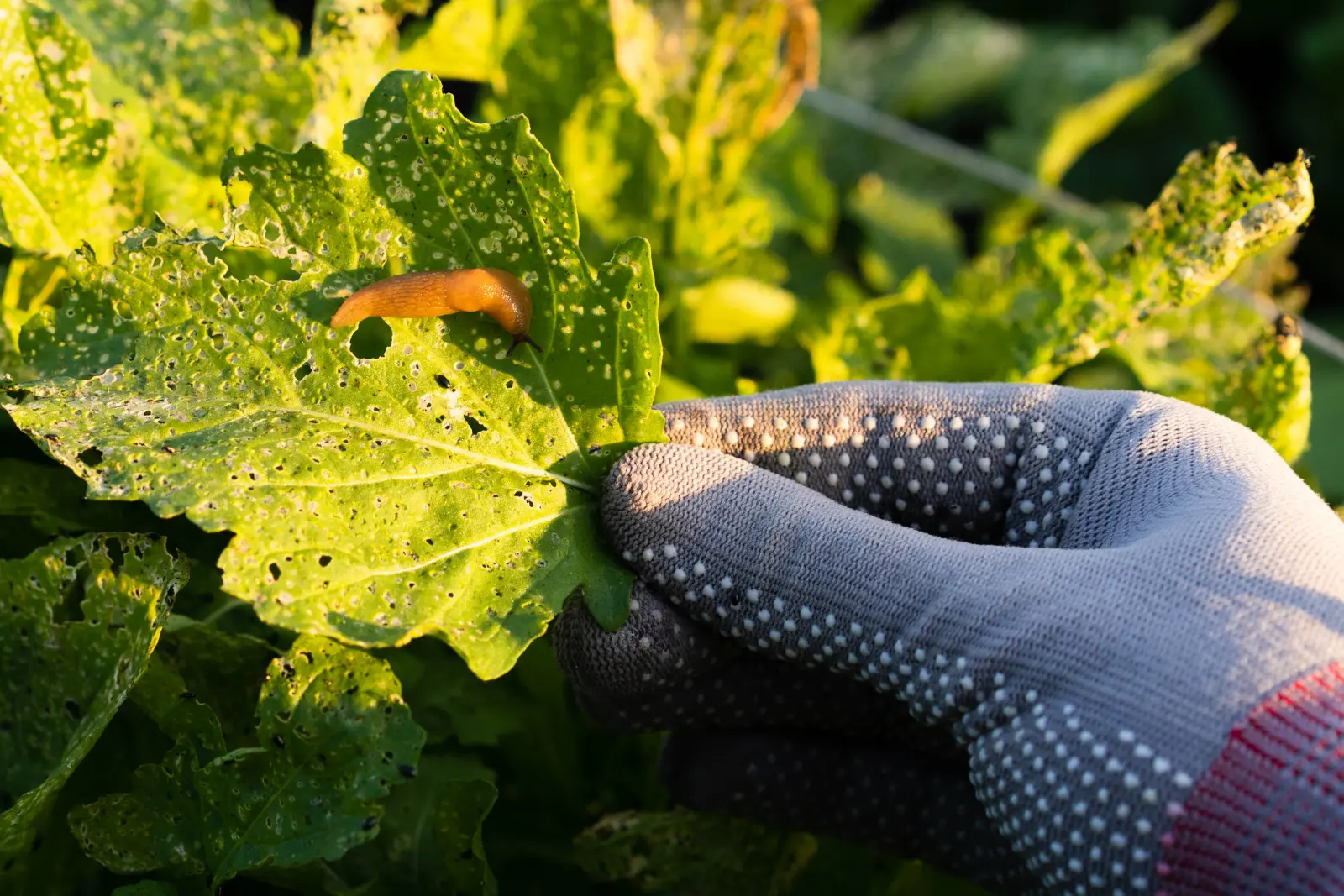 Les escargots sortent la nuit et disparaissent le matin ? Faites-le avant de perdre vos plantes