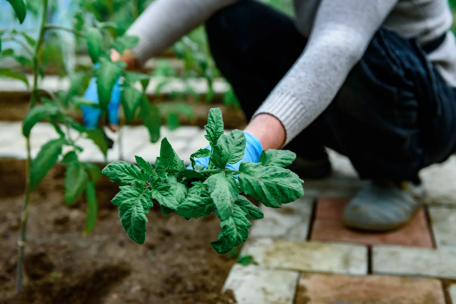 Les feuilles inférieures des tomates peuvent favoriser les maladies. Ça vaut la peine de savoir quand les éplucher