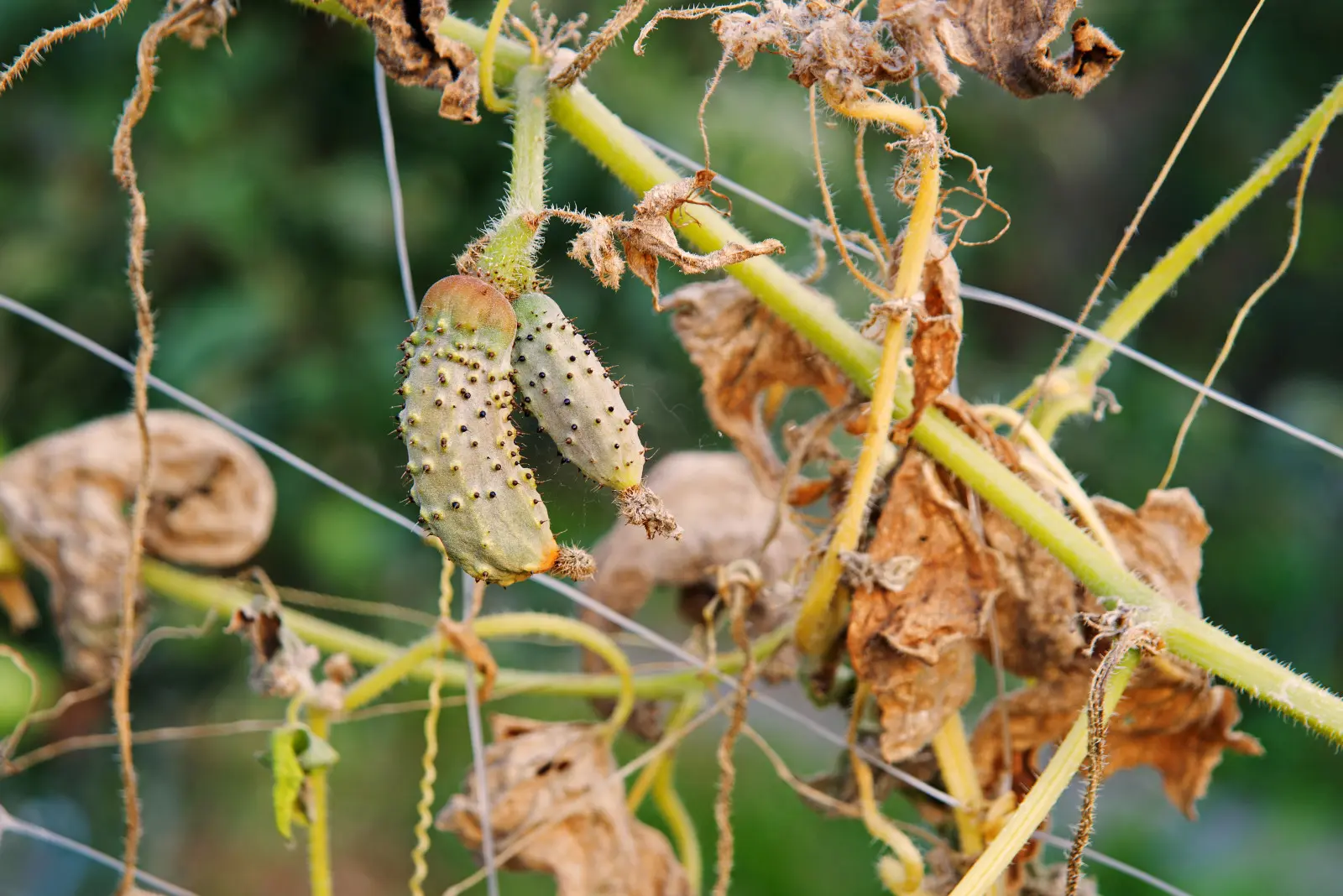 Les feuilles, les fruits et les bourgeons révèlent le problème. Apprenez à lire les signaux du concombre