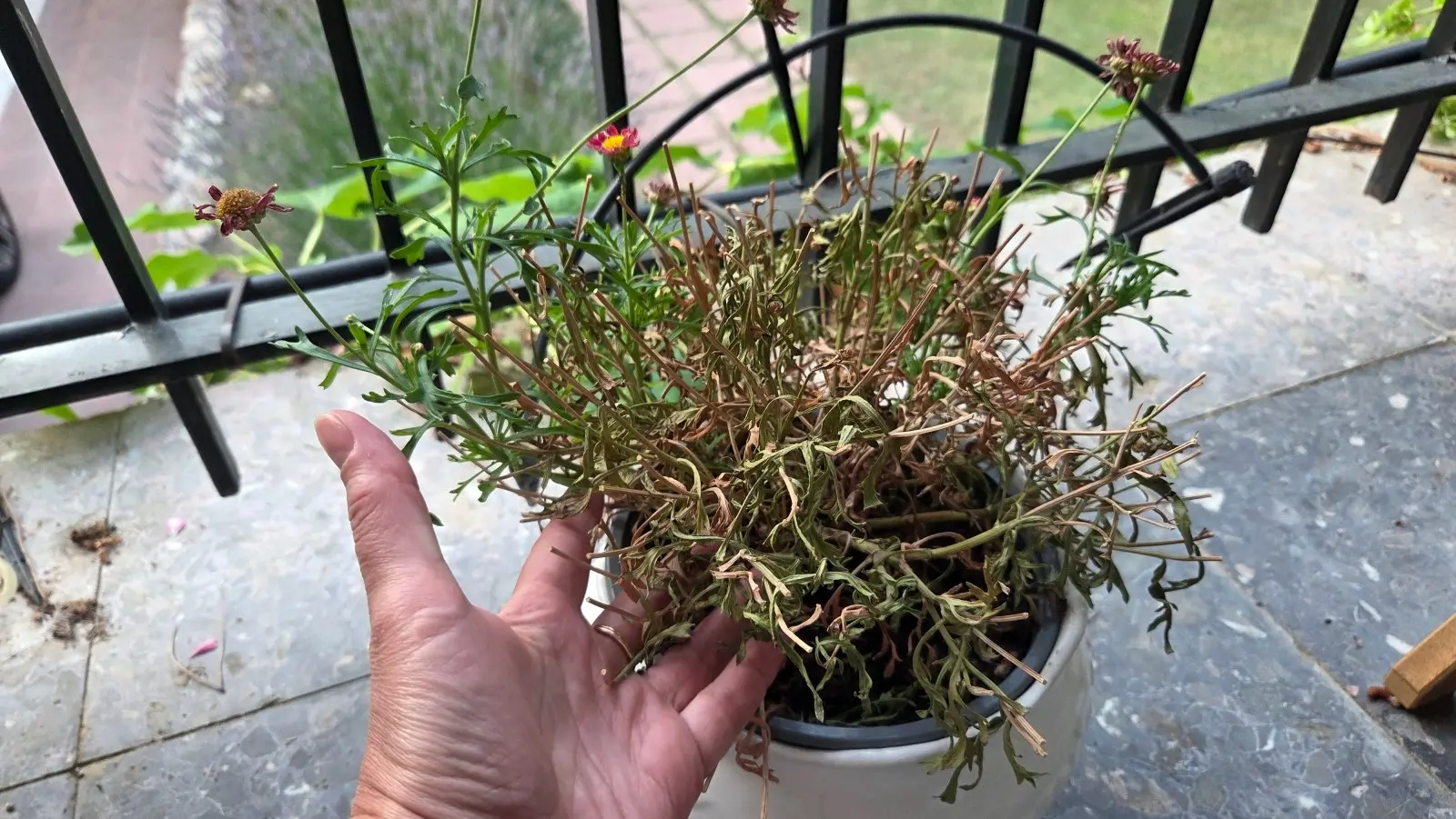 Les fleurs de balcon fanées après la chaleur ? Ils peuvent encore être sauvés