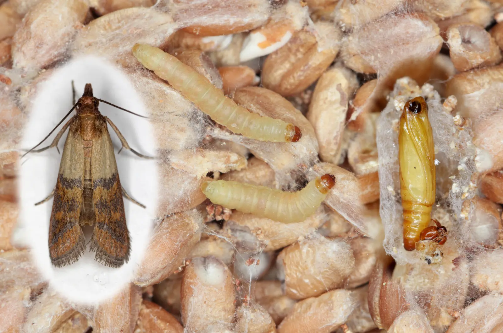 Mites de nourriture dans la cuisine. Comment reconnaître ? Comment s'en débarrasser ?