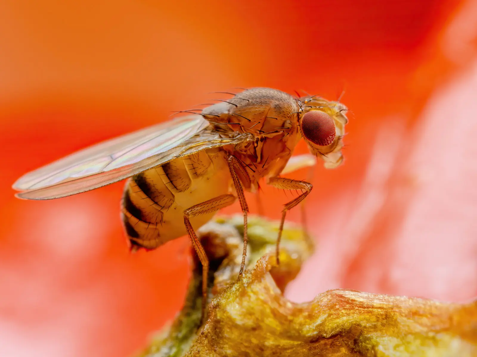 Mouche à ailes tachetées dans le jardin. Découvrez comment protéger les fruits contre les ravageurs
