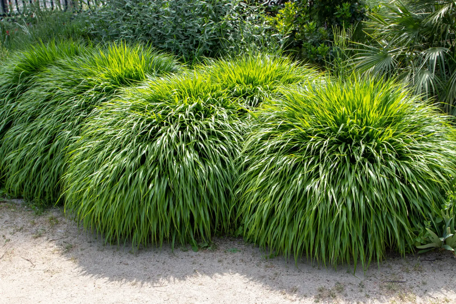N'a pas besoin du plein soleil. Cette herbe ravit toute l'année