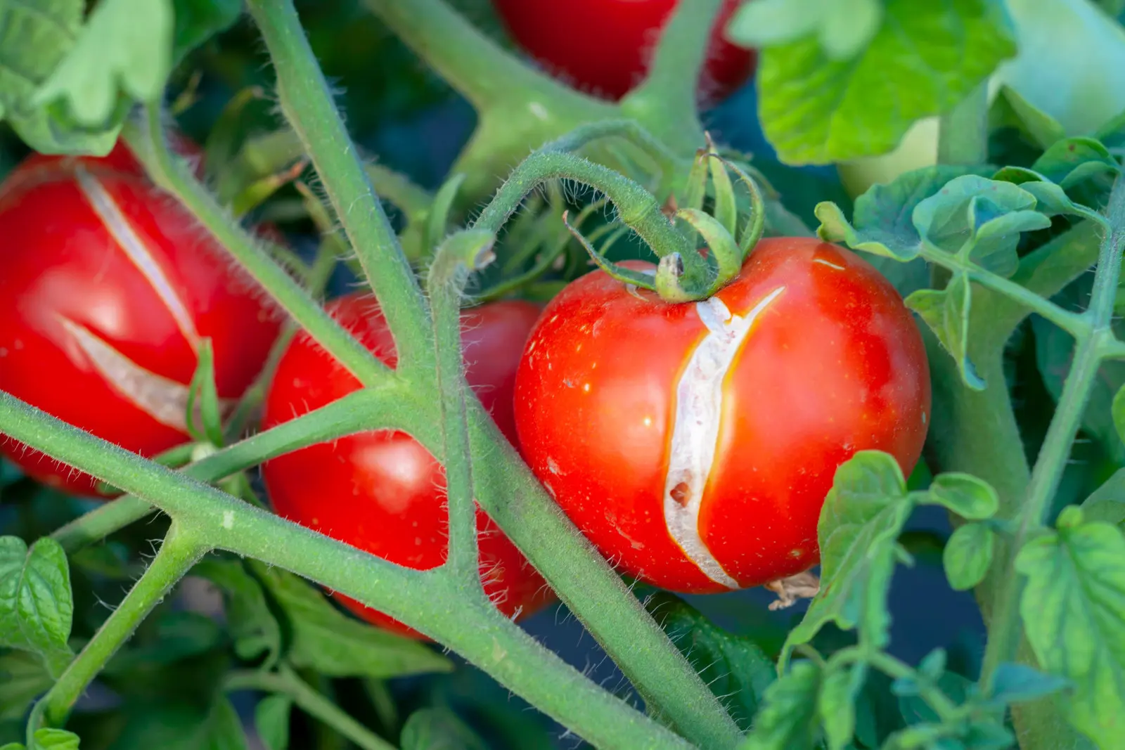 N'arrosez pas vos tomates de cette façon. Le fruit peut craquer