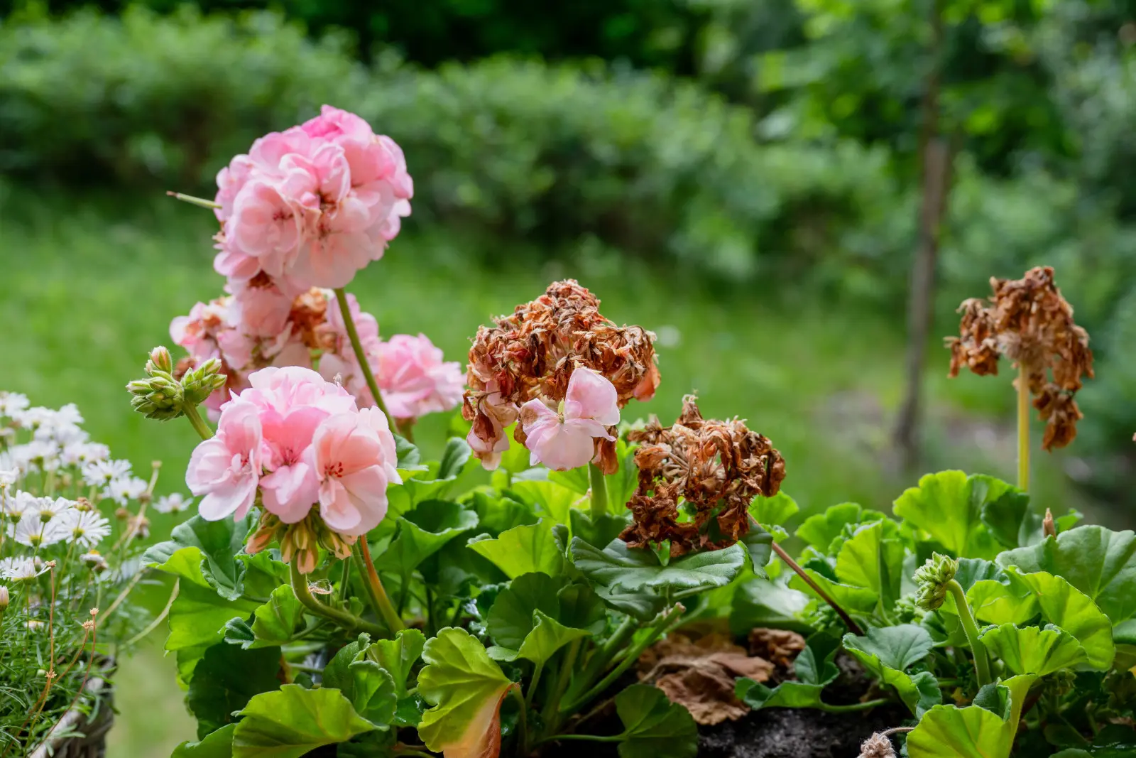 Ne laissez pas de fleurs sèches sur les géraniums. Il vous récompensera avec de nouveaux bourgeons