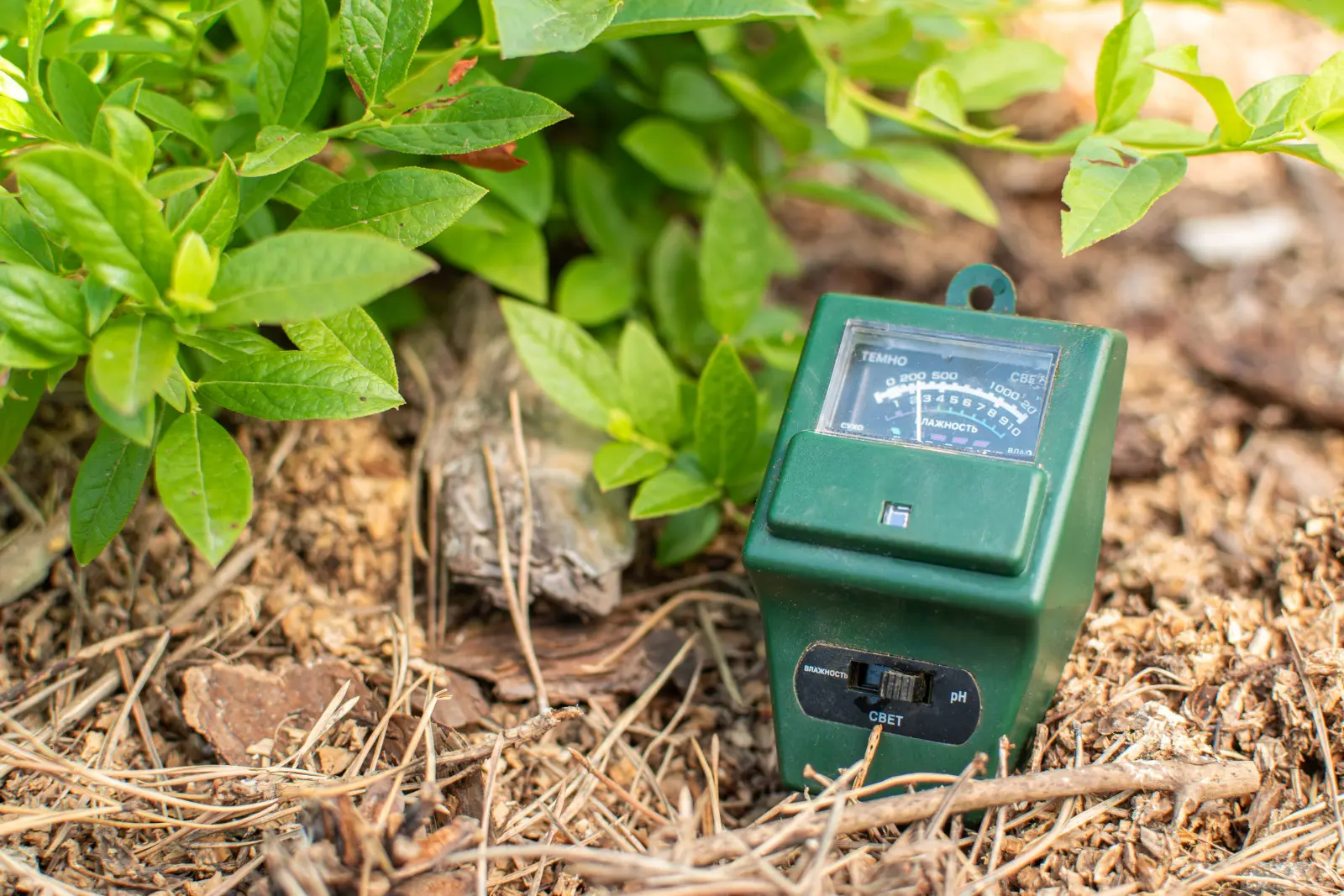 Ne plantez pas ces plantes dans un sol ordinaire. Tout d’abord, préparez le support acide