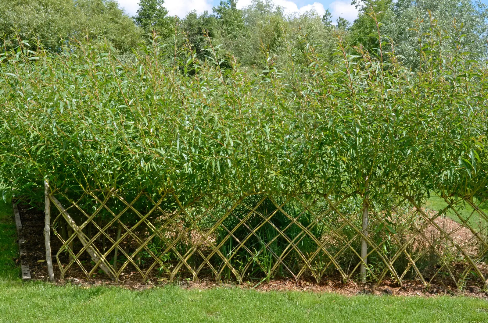 Plantez les pousses de saule dans le sol. C'est ainsi qu'une clôture végétale naturelle est créée