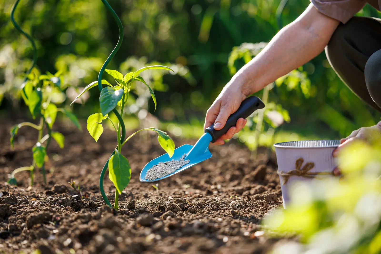 Plus d'engrais, moins de récoltes ? Les jardiniers y prêtent de plus en plus attention
