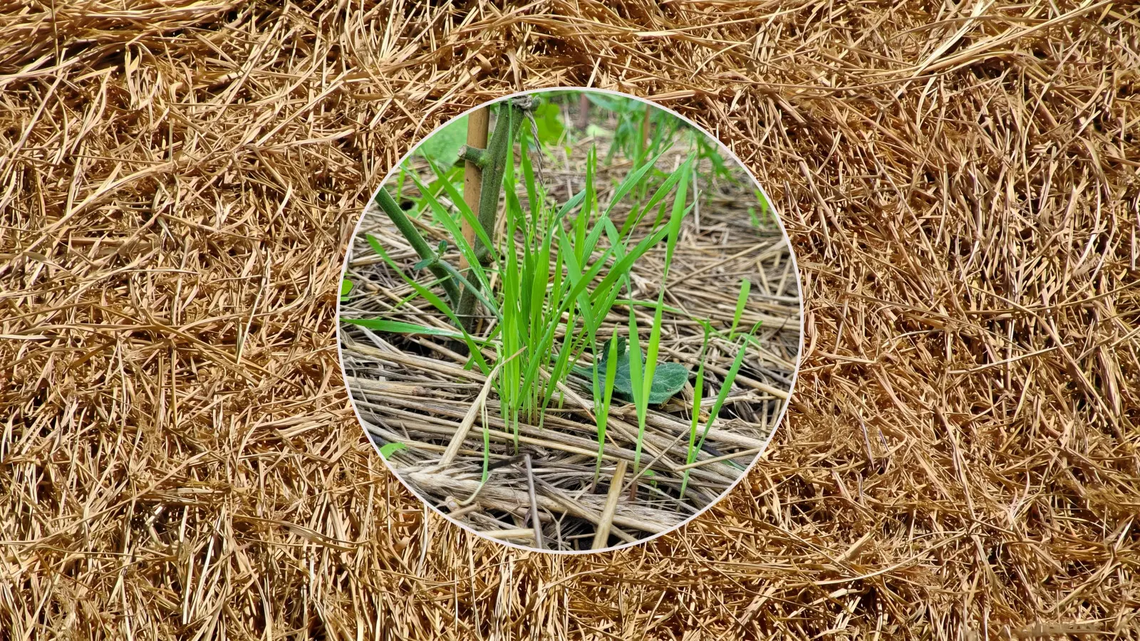 Pourquoi l’herbe pousse-t-elle sous la paille ?