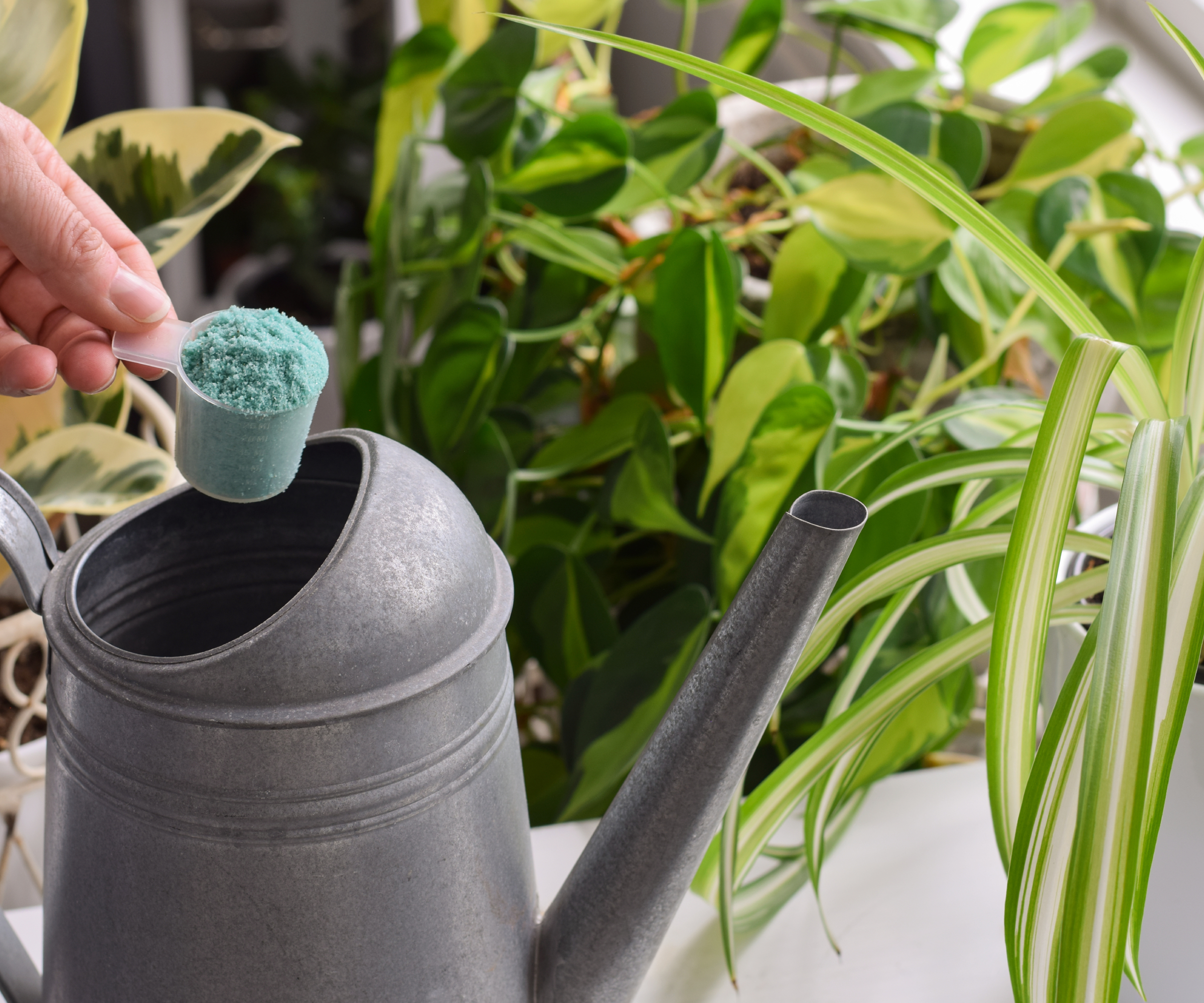 Main ajoutant une boule d'engrais à un arrosoir devant les plantes d'intérieur