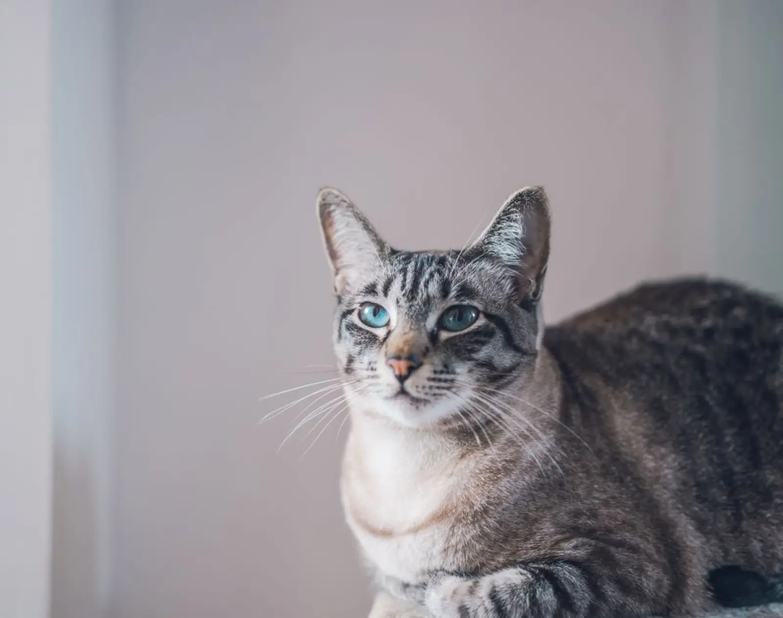 Quel collier anti-tiques pour chat ?