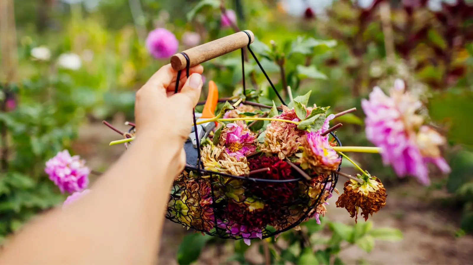 Quelques minutes de soin suffisent pour que les dahlias fleurissent beaucoup plus longtemps