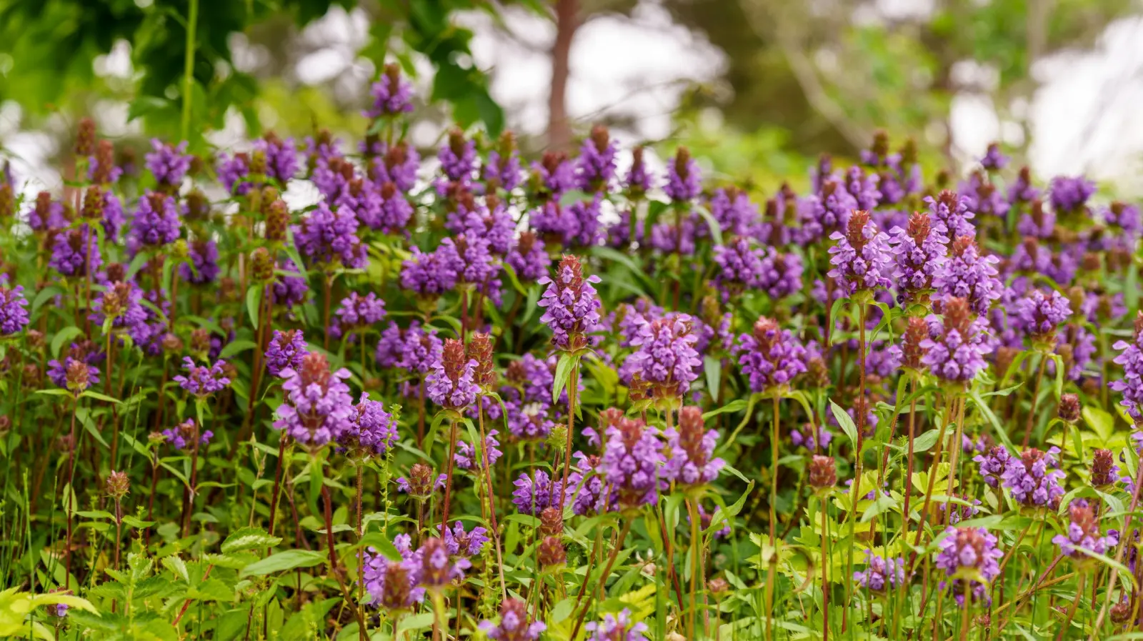 Tapis violet sur la pelouse. Un problème pour certains, un trésor pour d'autres