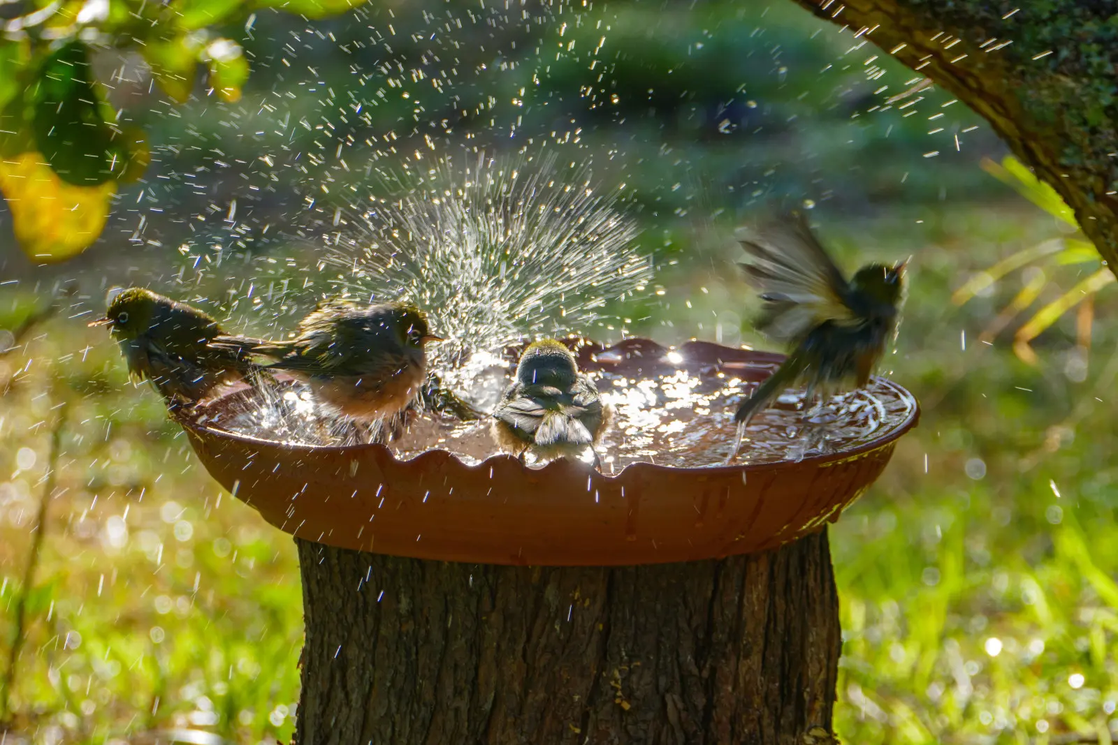 Un bol d'eau attirera plus d'oiseaux qu'une mangeoire pleine