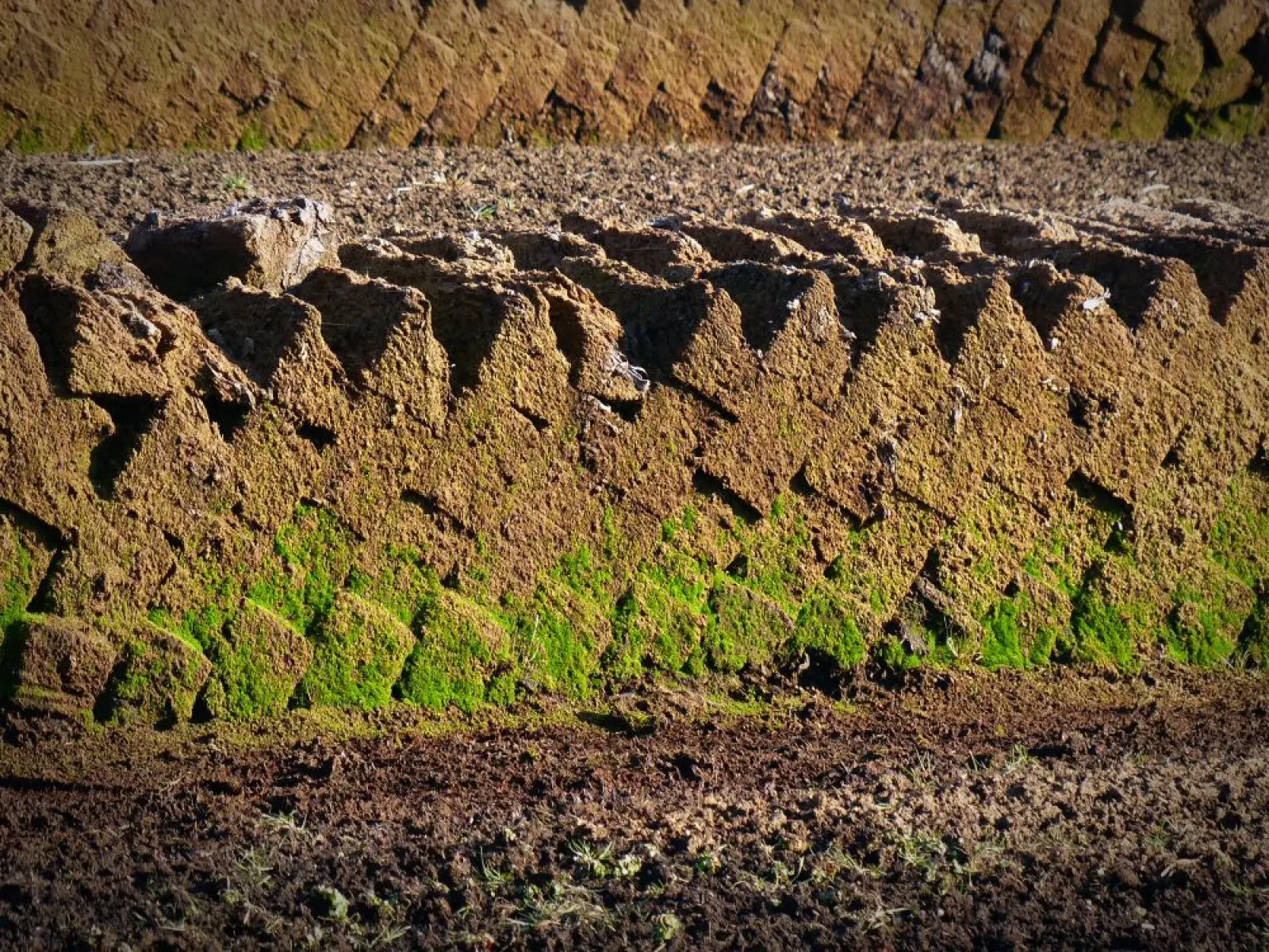Un bon substrat ne se résume pas à de la terre. La qualité de chaque plante commence par elle