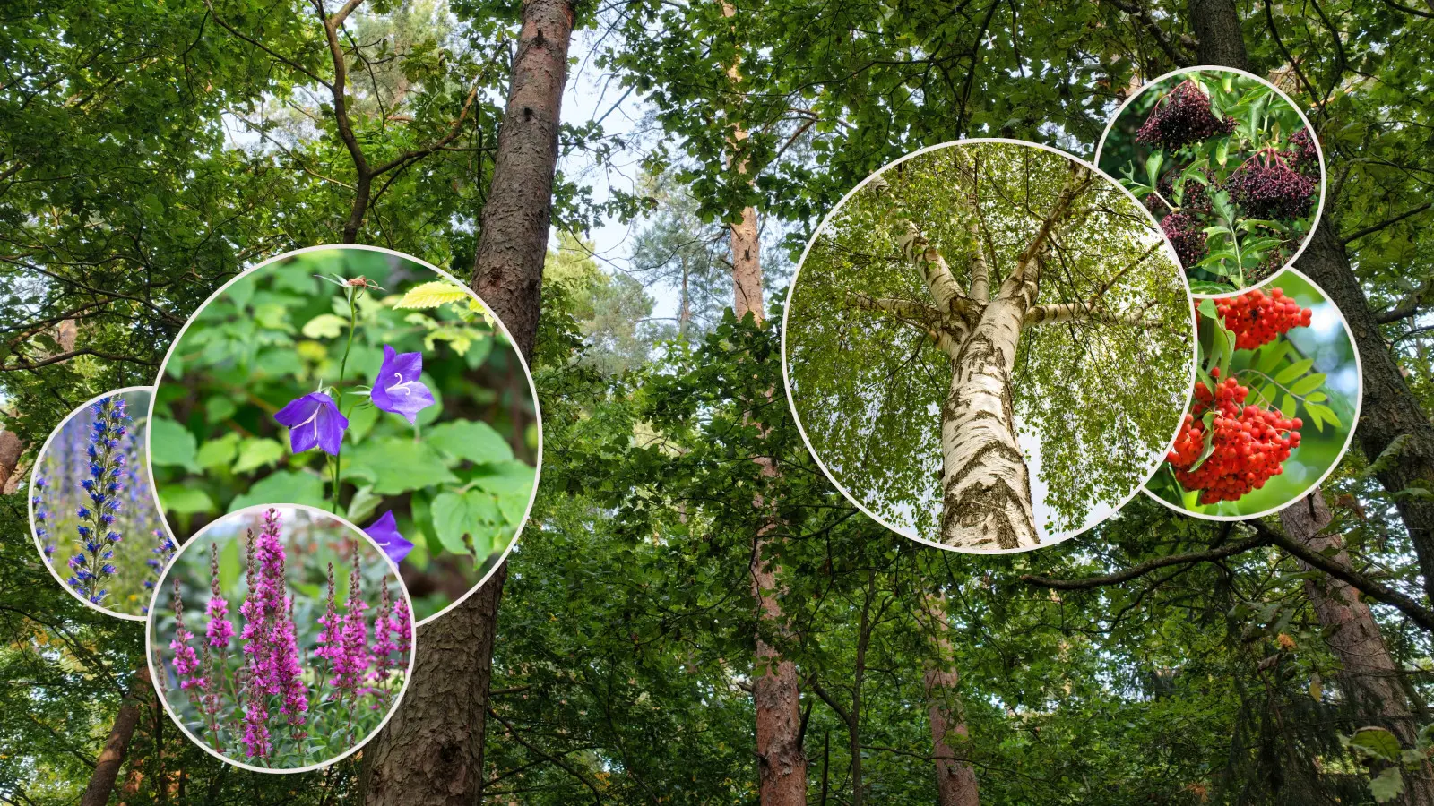 Voulez-vous soutenir la nature dans votre propre jardin ? Planter des espèces indigènes et locales