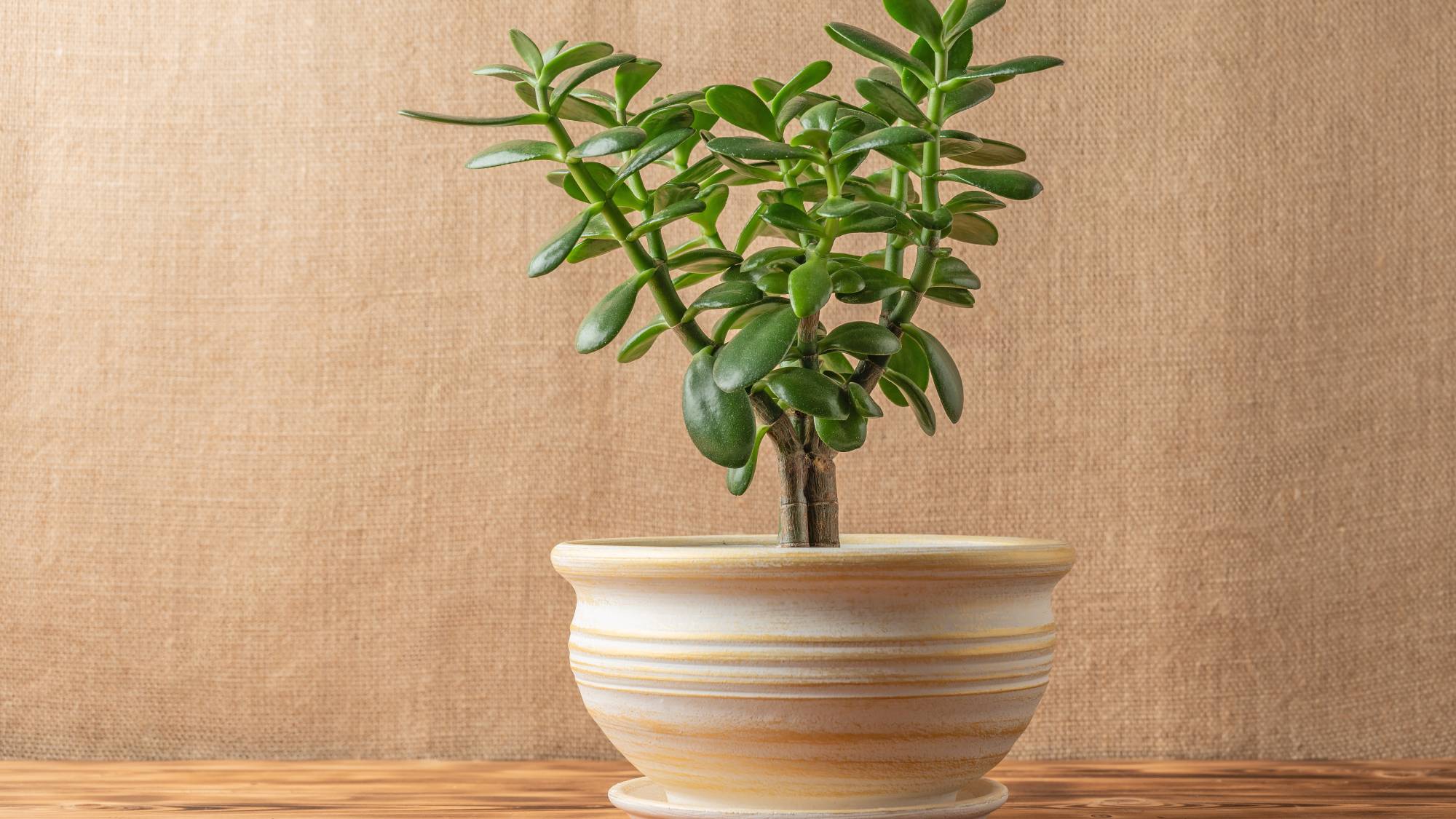 Plante de jade en pot sur fond de toile beige