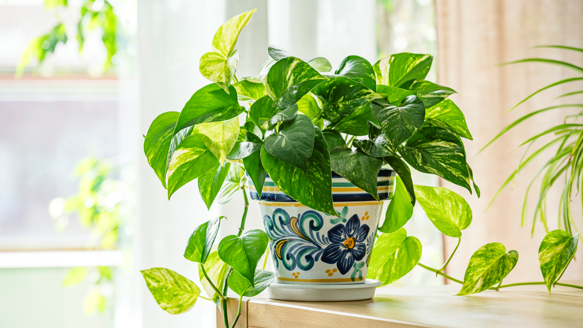 pothos dans un pot peint sur une table devant une fenêtre