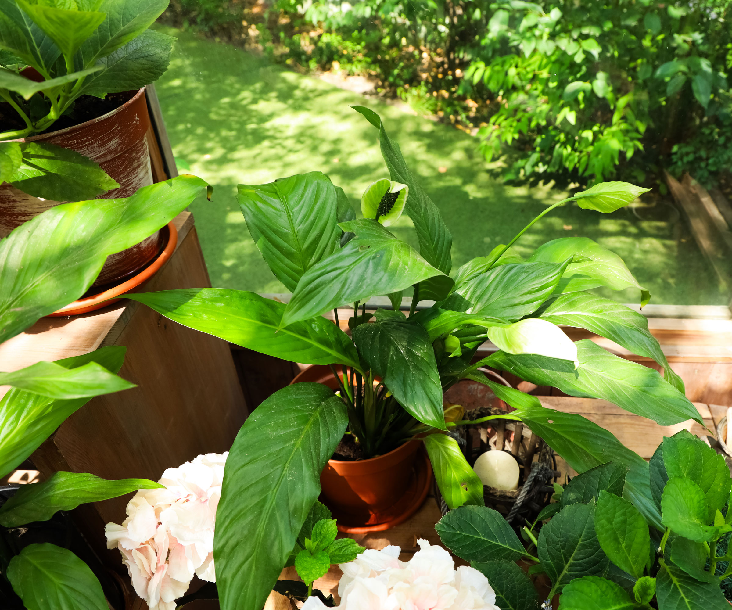 Lily de la paix avec d'autres plantes dans une lumière tachetée dans la cour