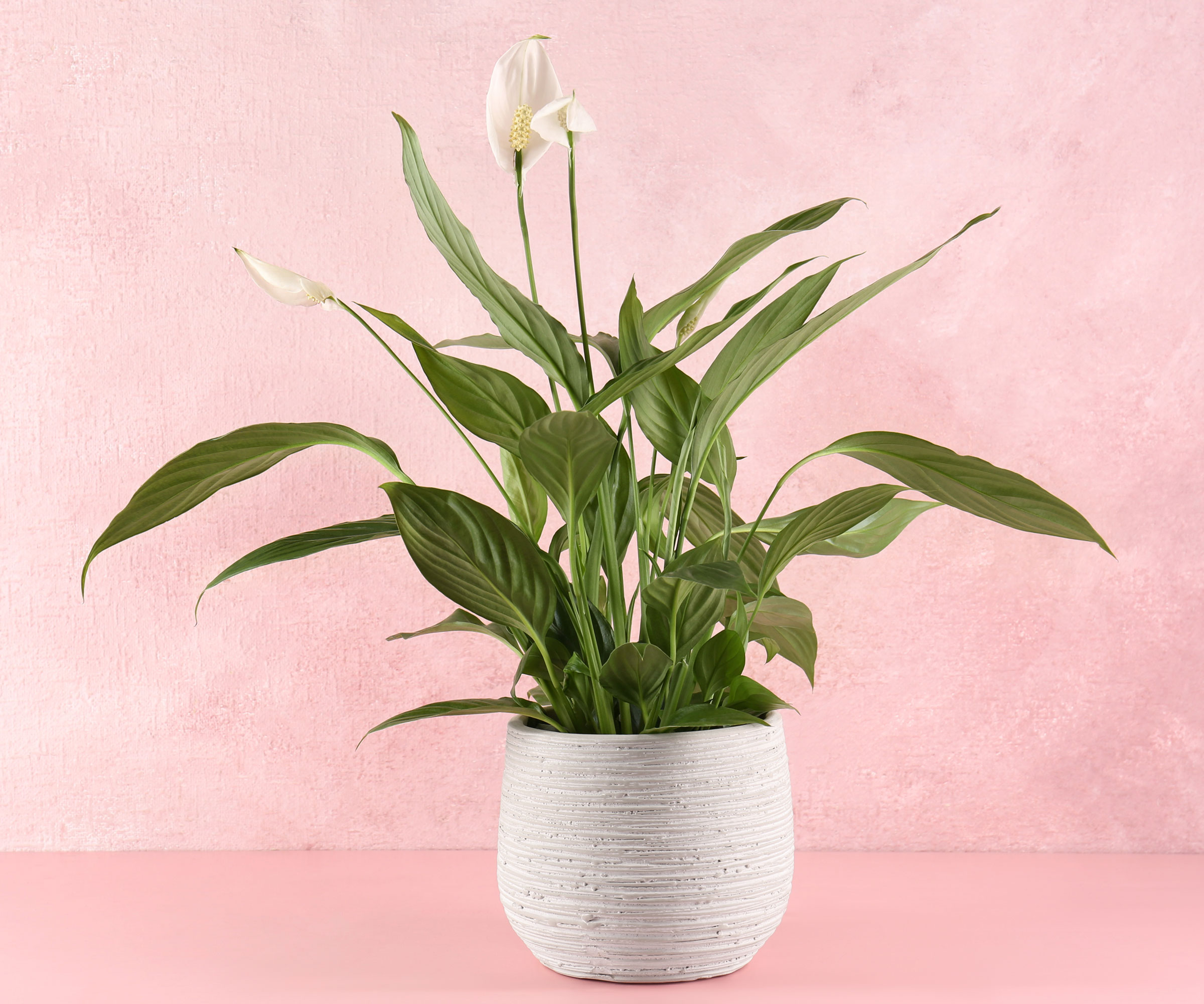 Lily de la paix en pot blanc sur fond rose