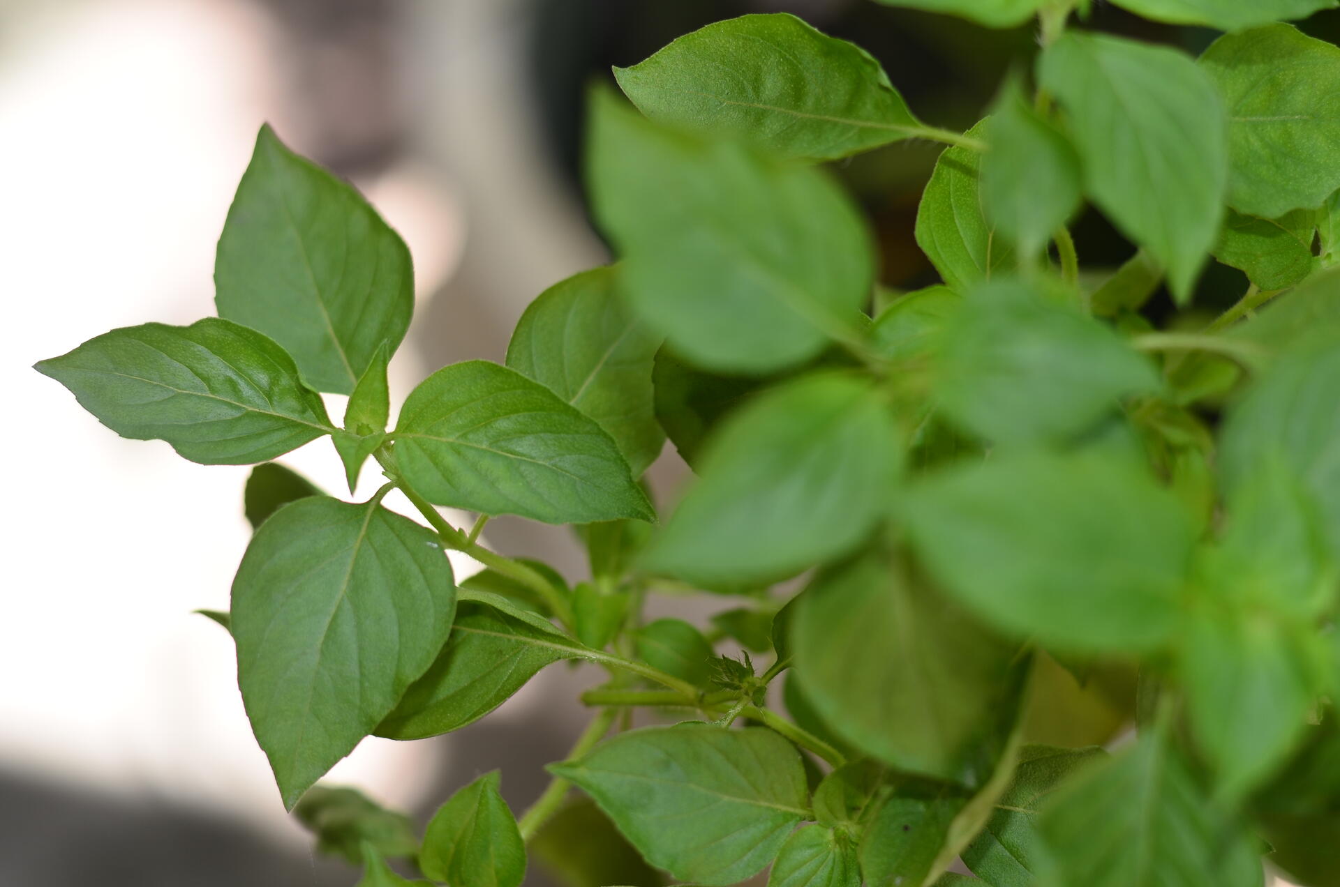 Basilic citronné (Ocimum × africanum)