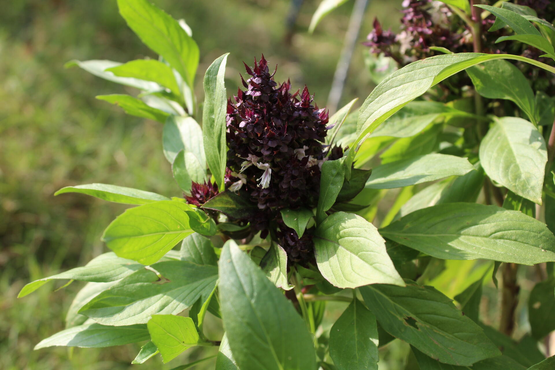 Plante de Siam Queen Basil ou Ocimum basilicum