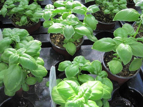 Meilleures variétés de basilic pour le pesto, la cuisine et les contenants