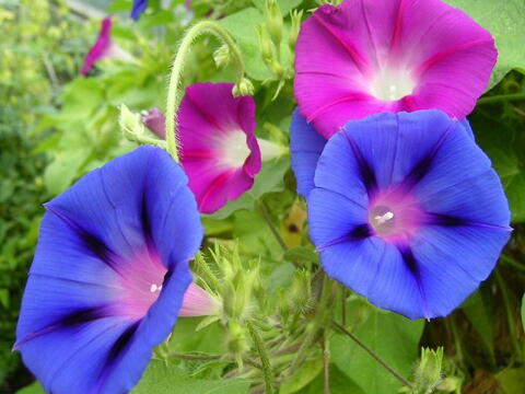 Les meilleures variétés Morning Glory pour une couleur de jardin époustouflante