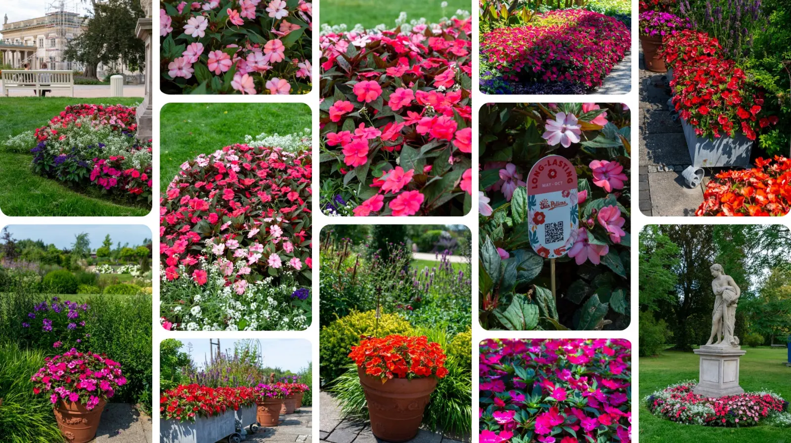 Ils ont passé le test météo à Varsovie avec brio - Les SunPatiens® sont ravis malgré la chaleur et les averses