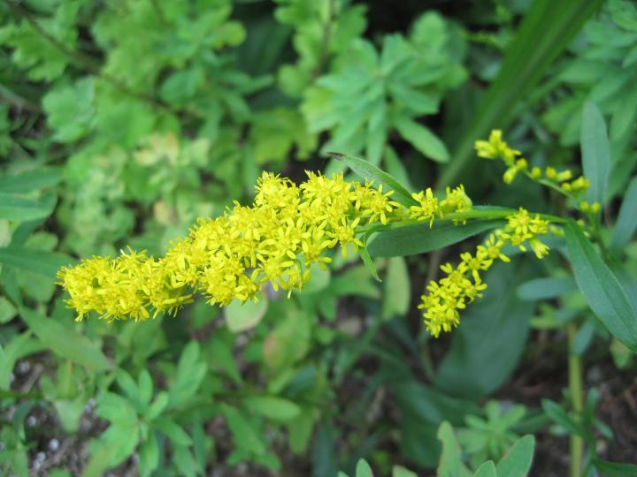Verge d'or