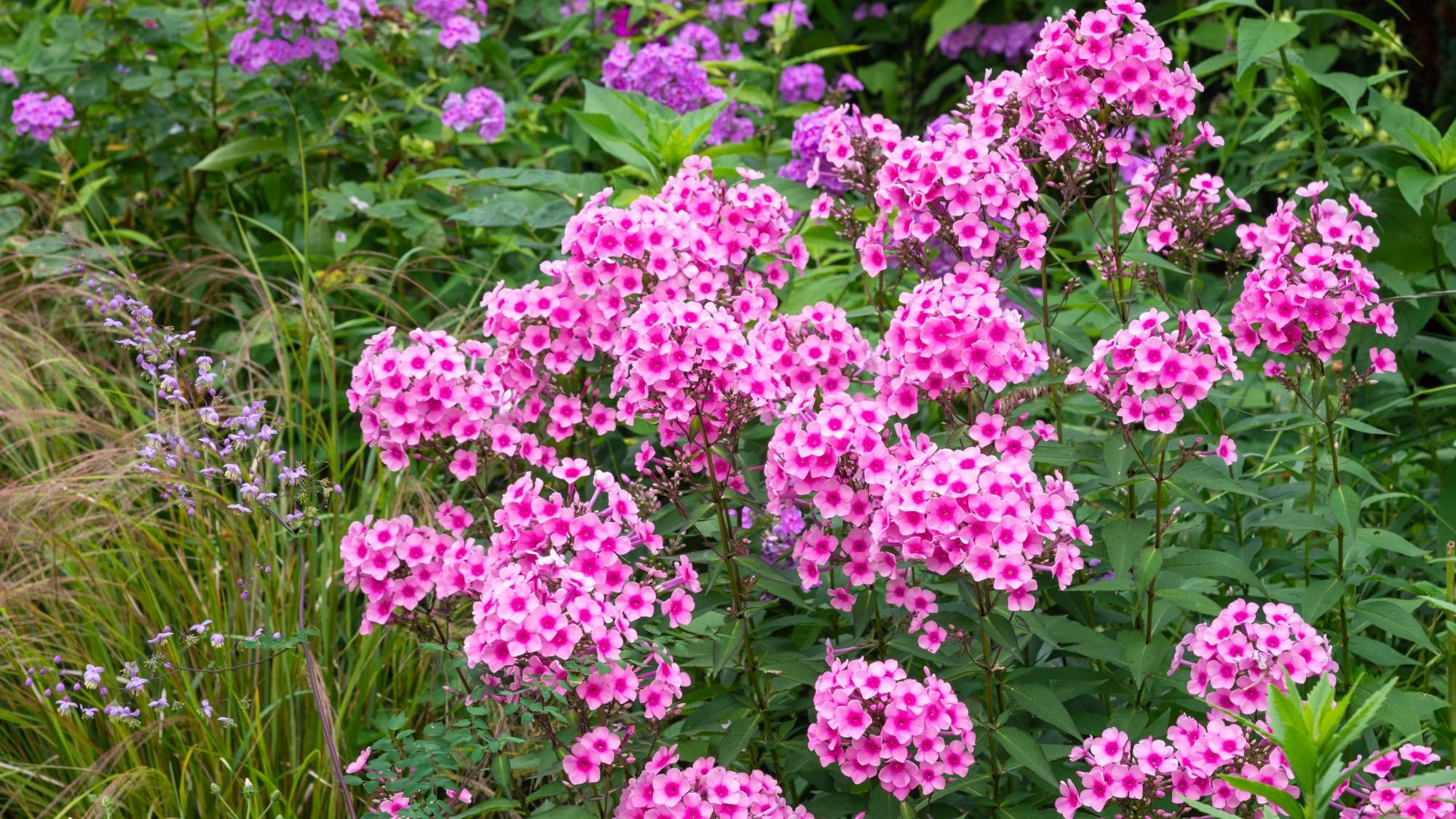 6 plantes que vous devriez tailler en septembre pour un jardin d'automne bien rangé
