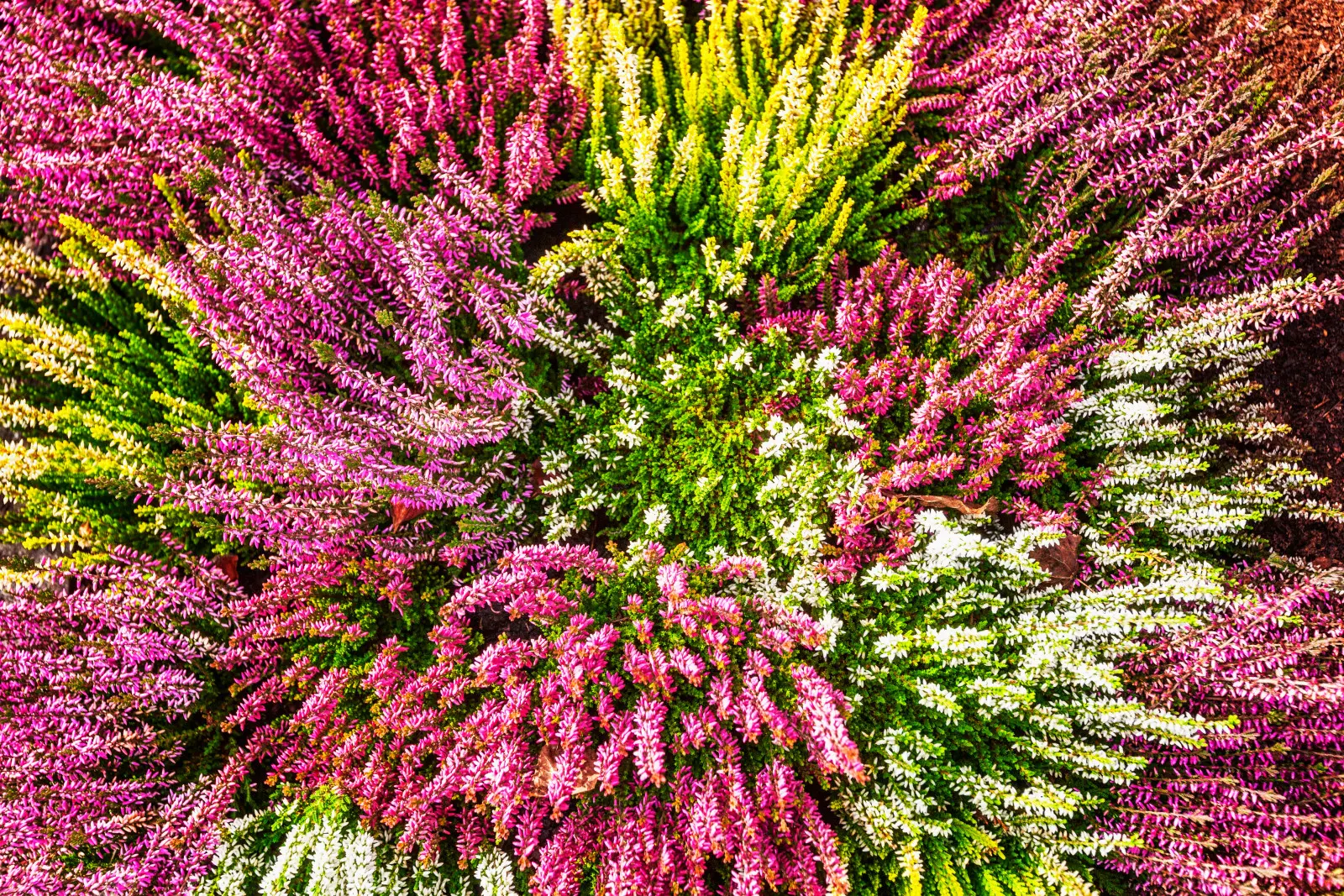 À quelle fréquence faut-il planter de la bruyère ? Laissez suffisamment d'espace et ils pousseront magnifiquement